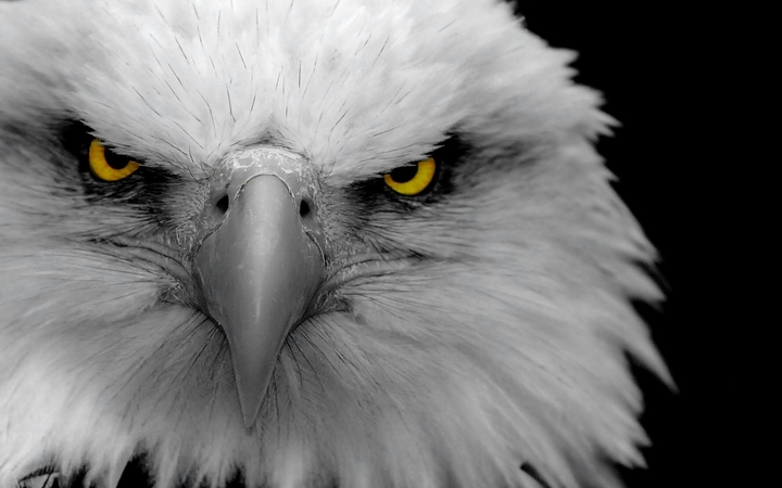 eagle