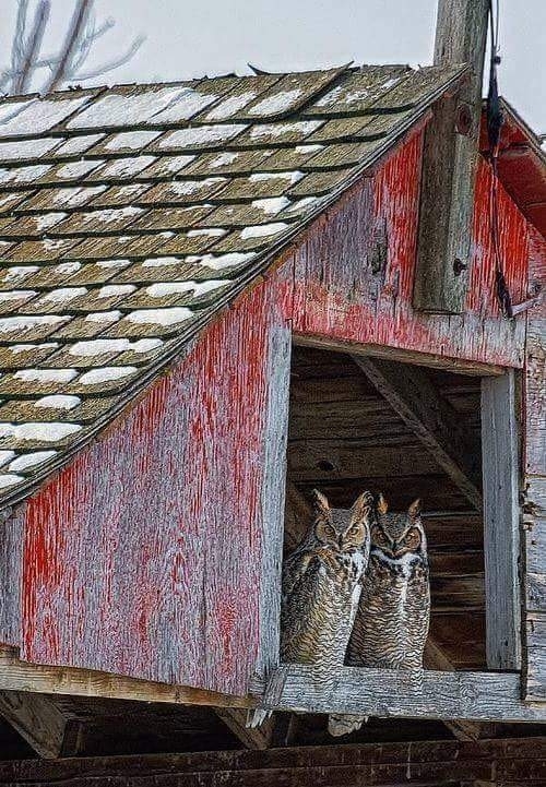 Chouettes