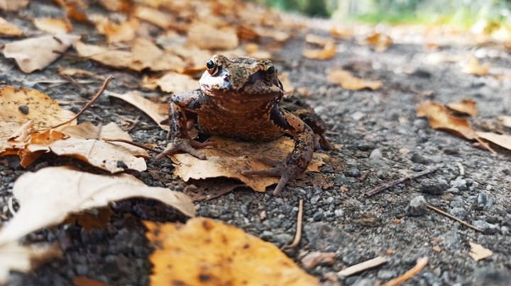 frog