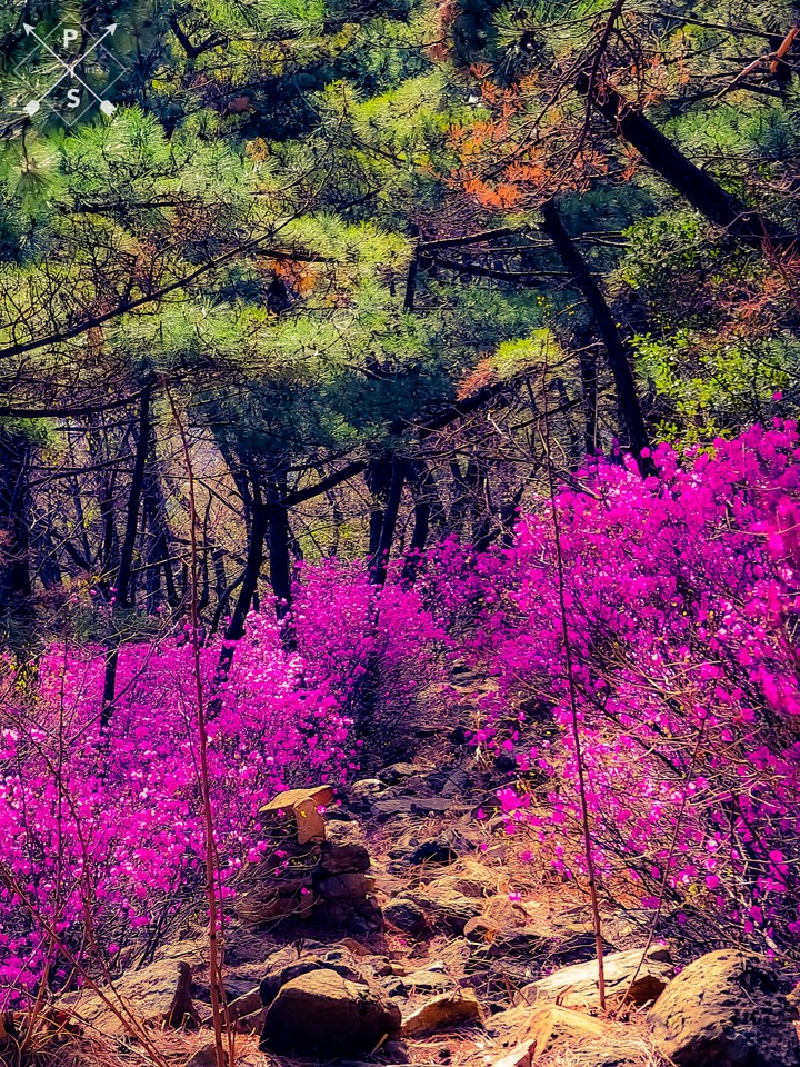 수정산 진달래