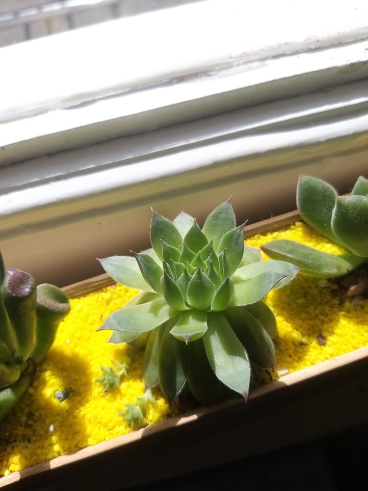 plant