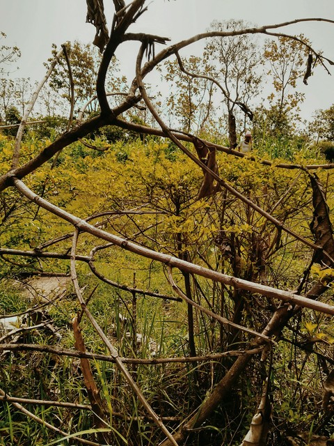 nature