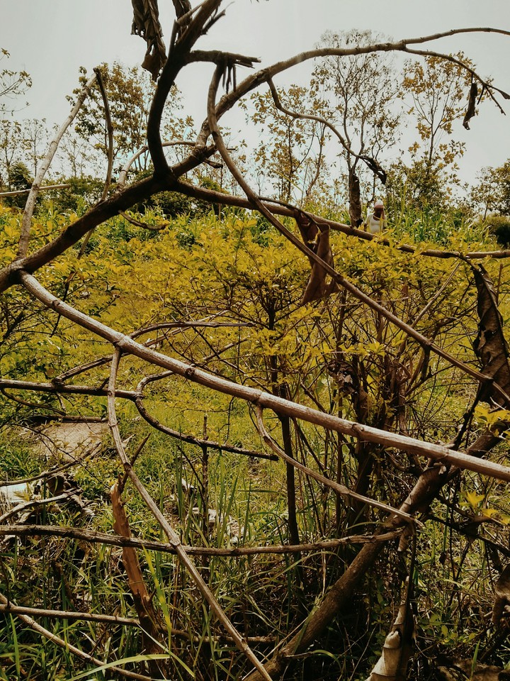 nature