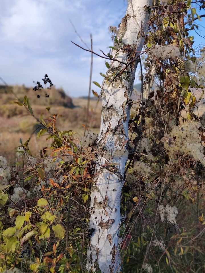 Birch