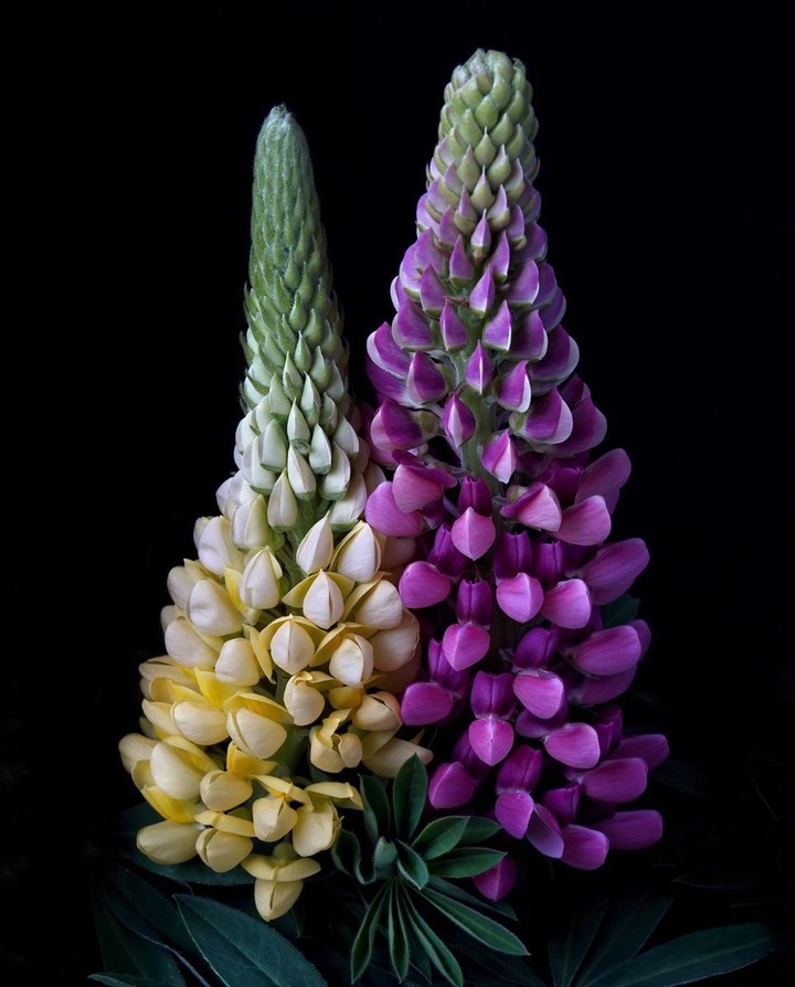 #flowers