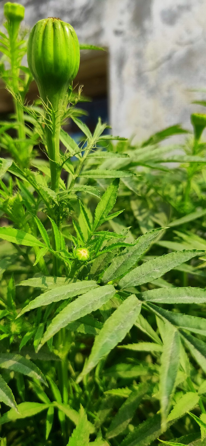 Plants