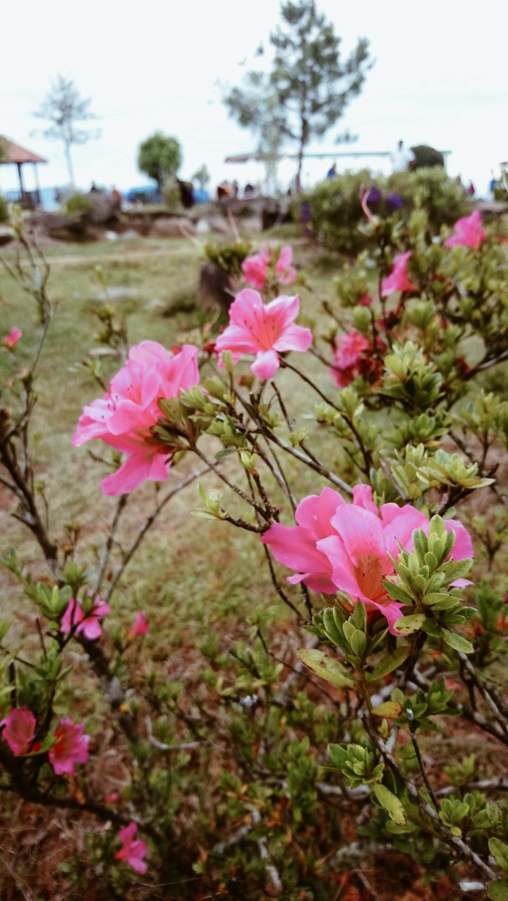 Some flowers on my way
