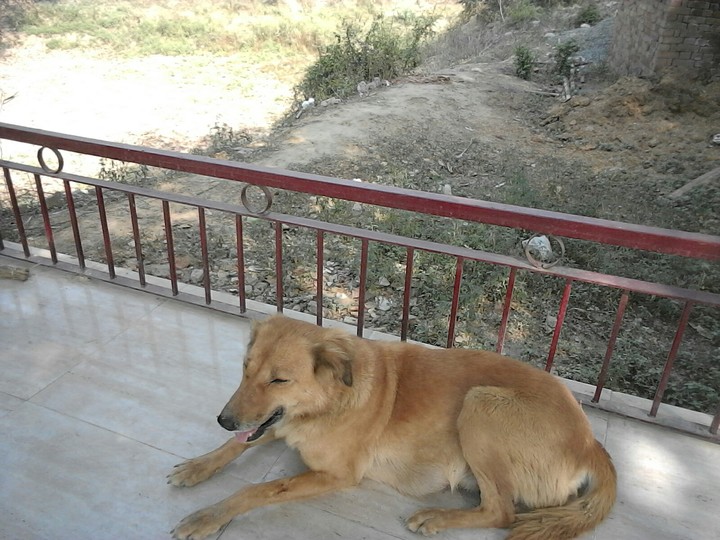 sleeping lion