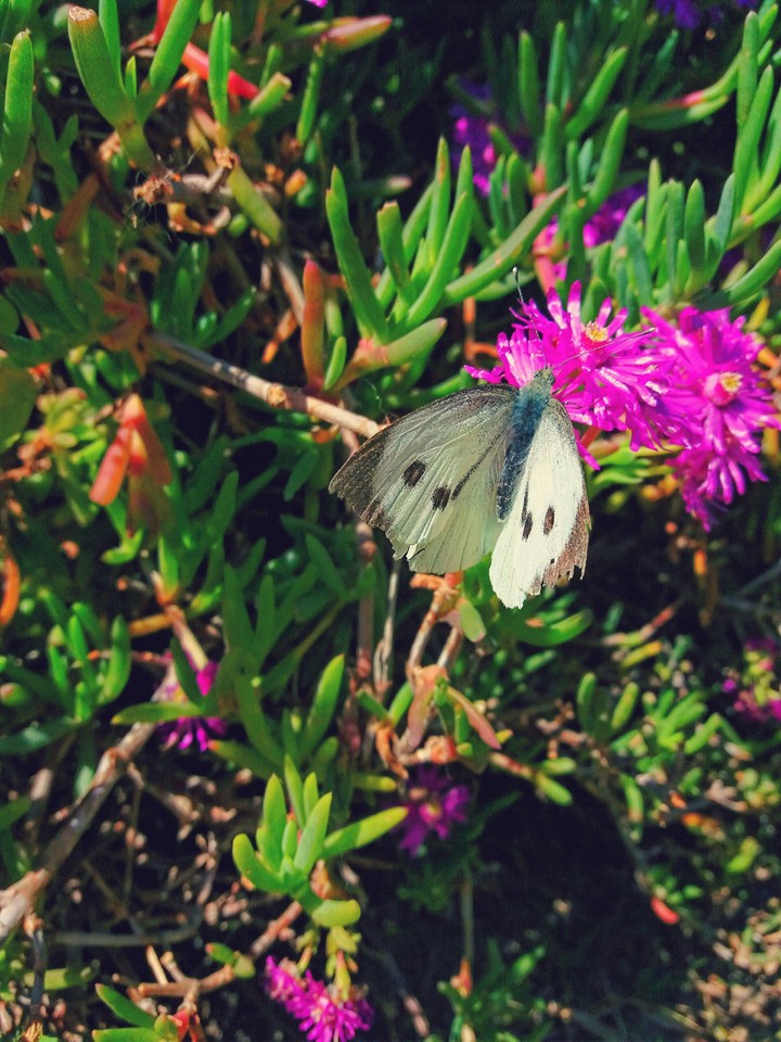 Butterfly