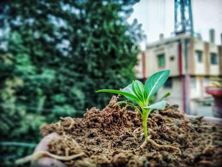 plant
