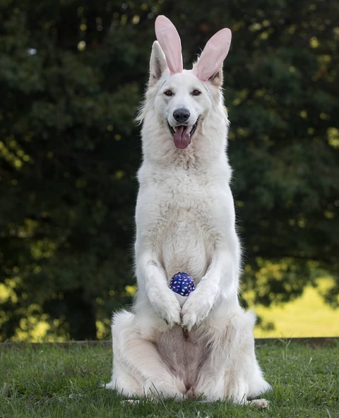 dog, tervuren वॉलपेपर