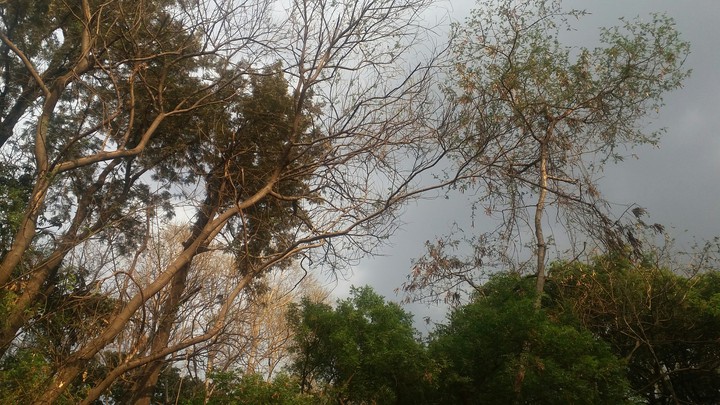 Trees
