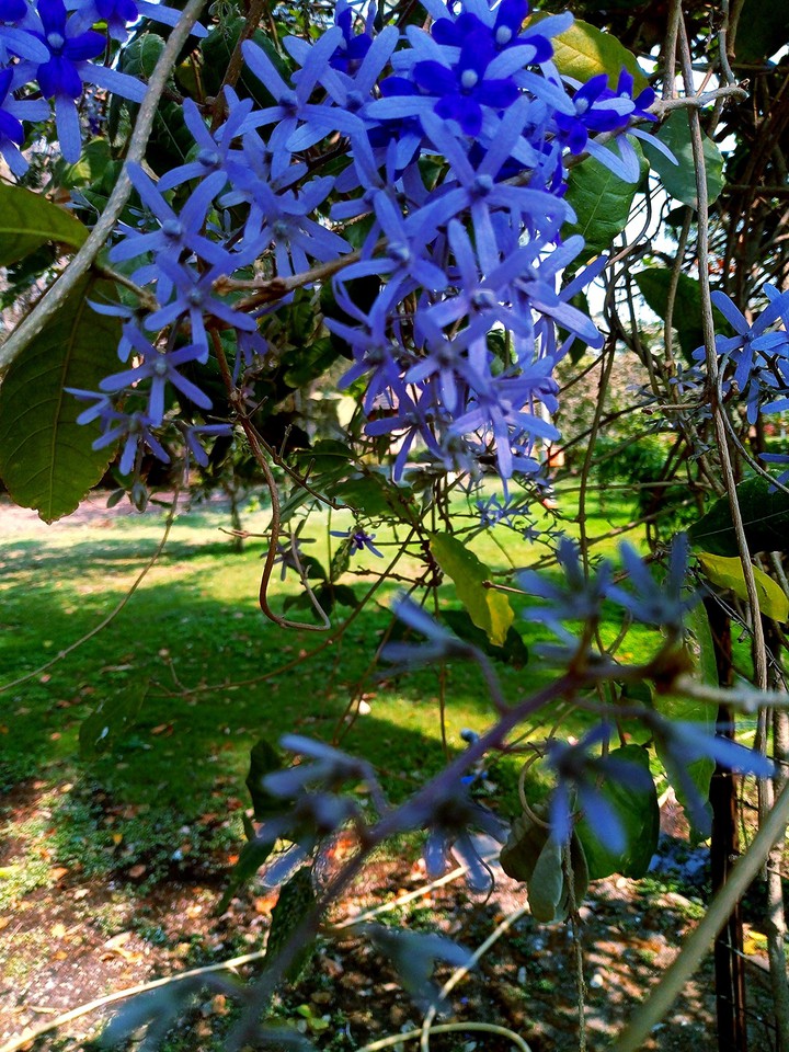 blue