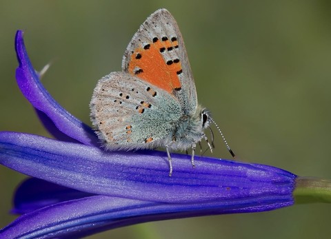 sfondi pollinator, petal