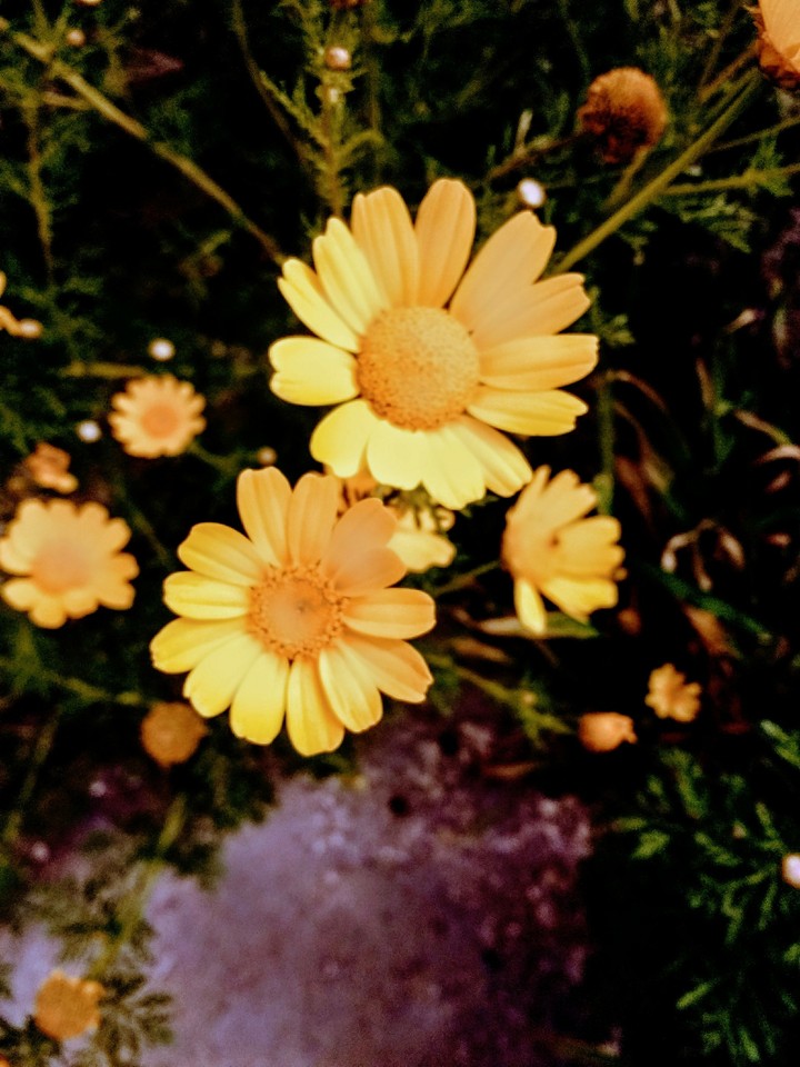 yellow flowers