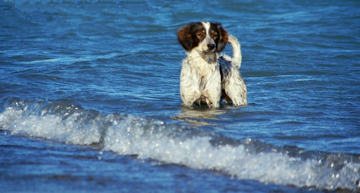 dog