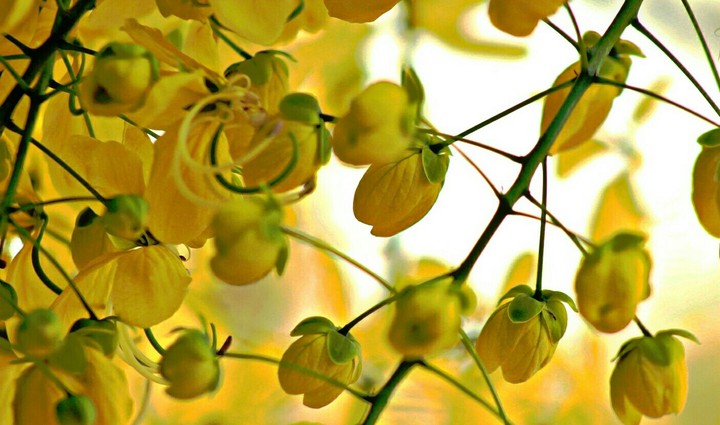 Golden Shower Tree