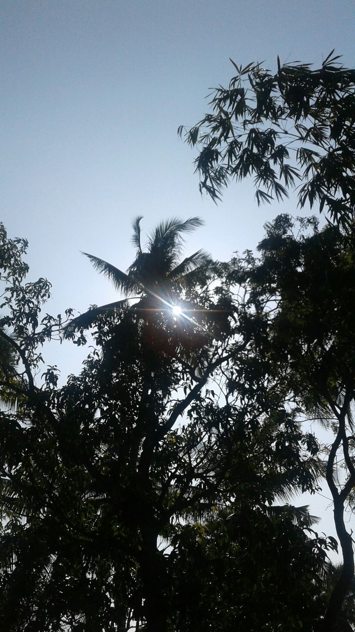 my home Garden