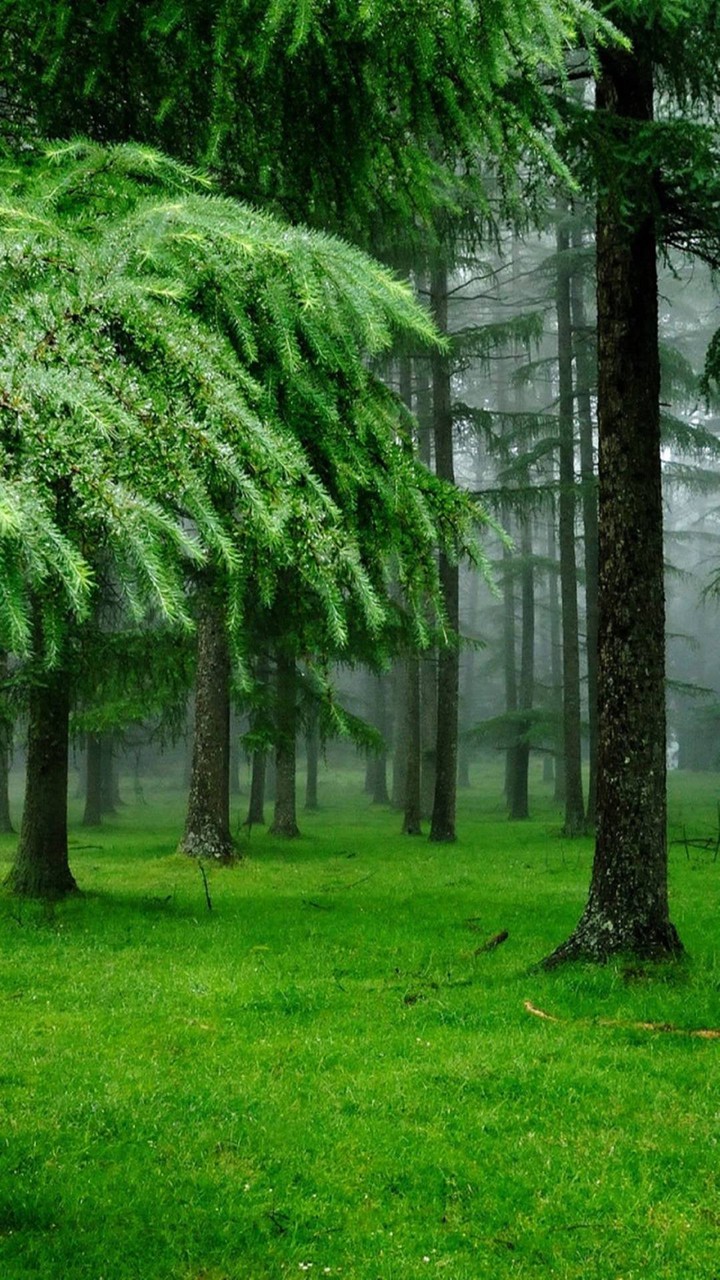 Green forest