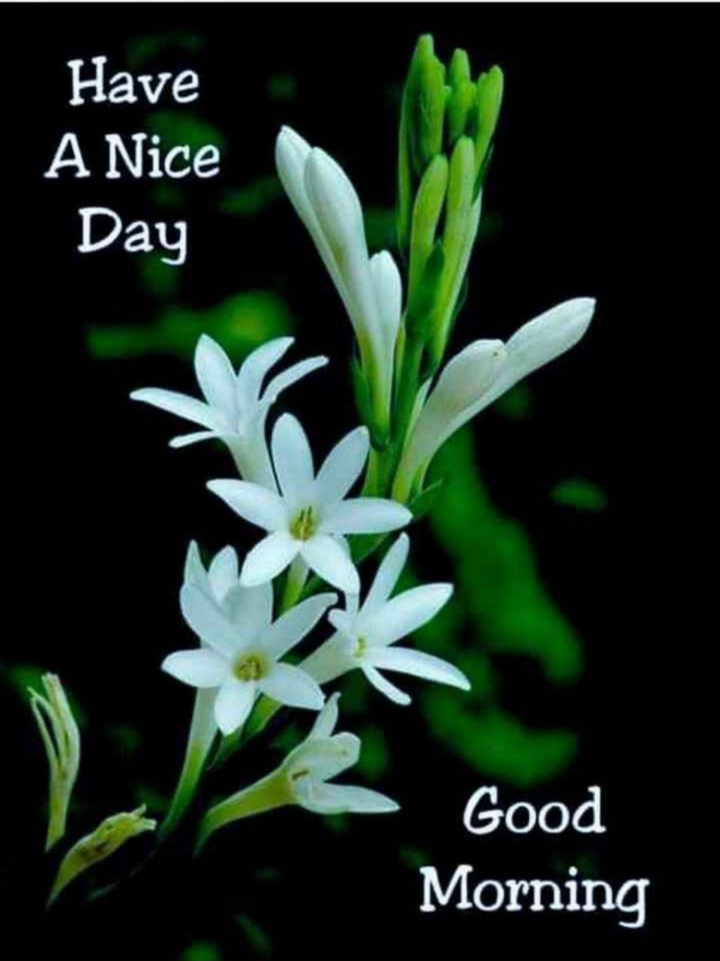 good morning