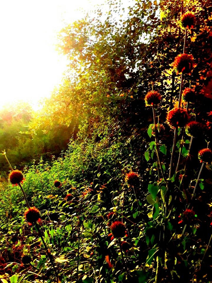 nature 4