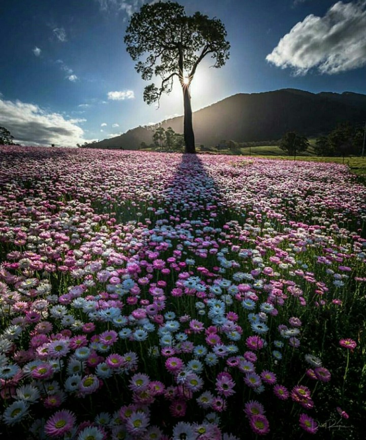 colourful spring
