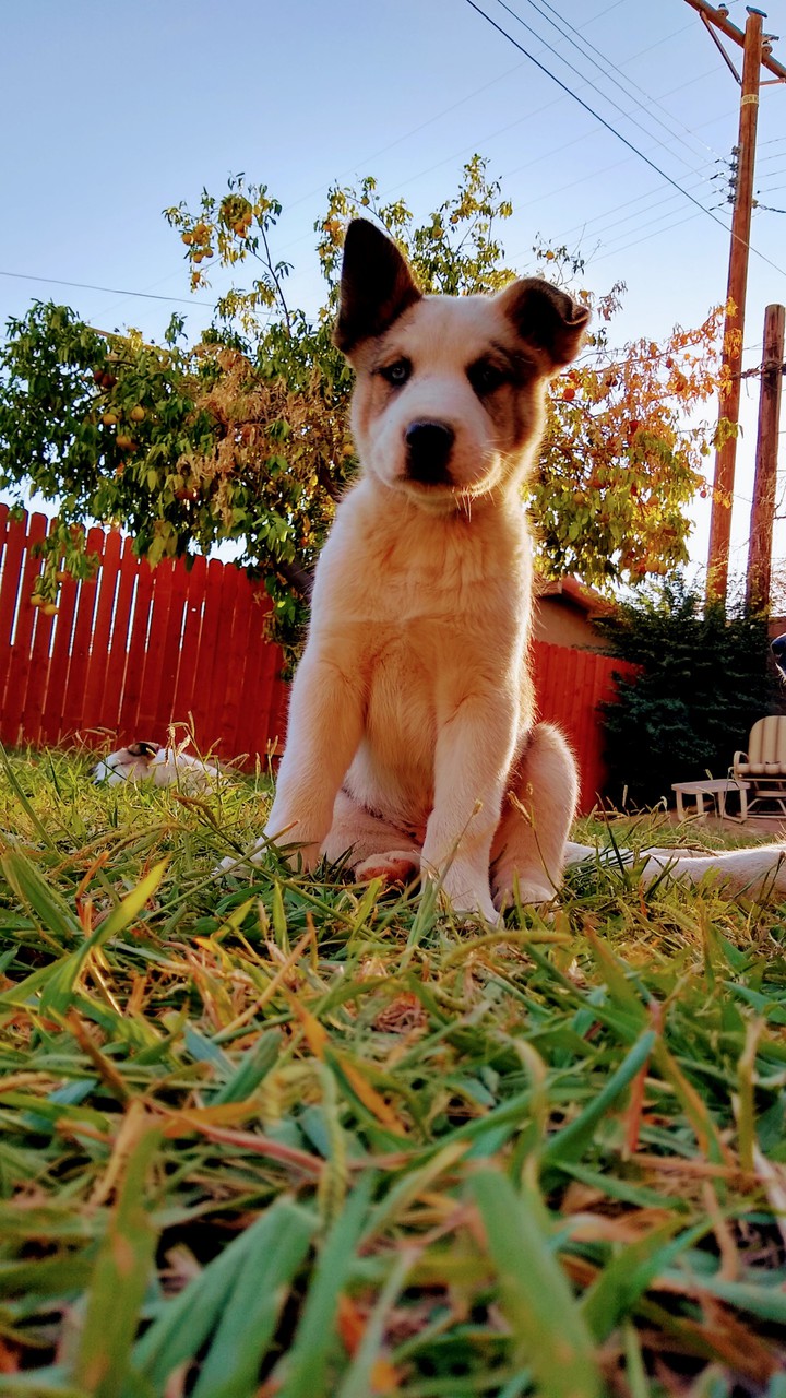 perrito hermoso