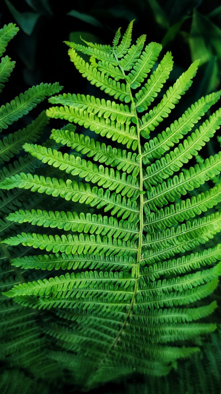 Fern