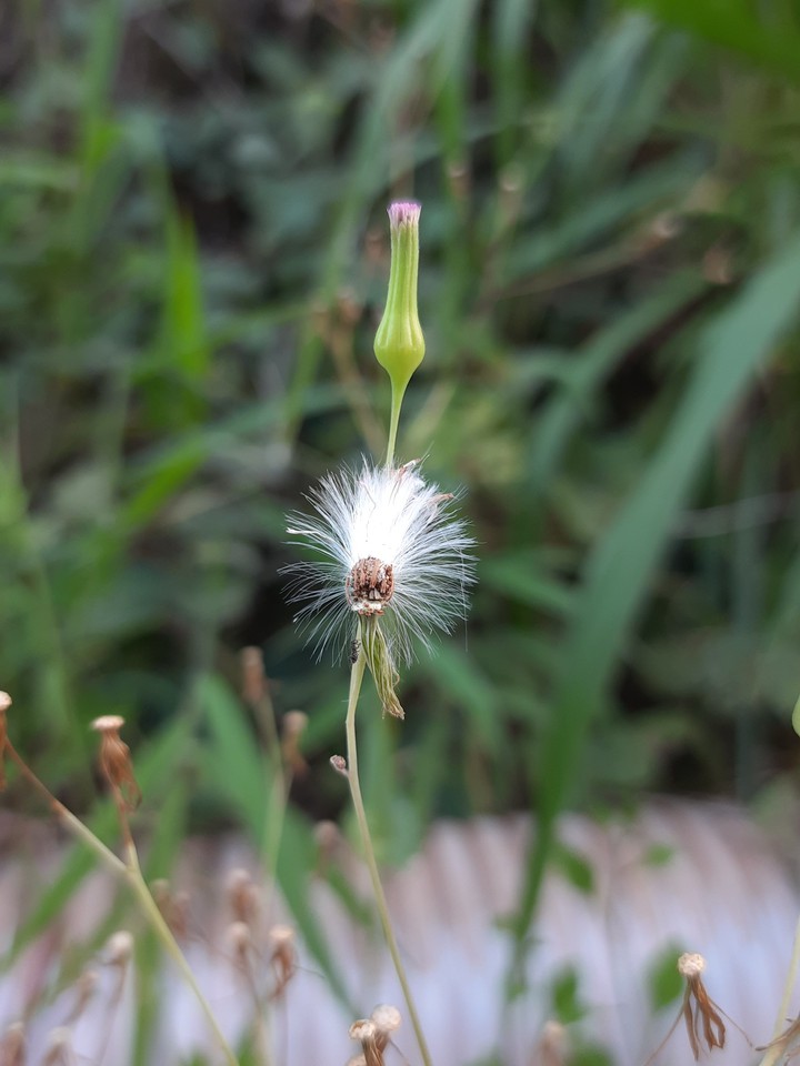 Make a Wish