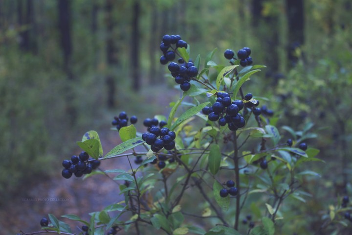 black berry