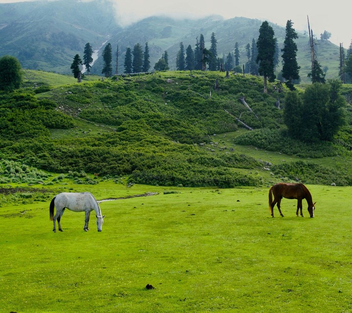 grasing horses