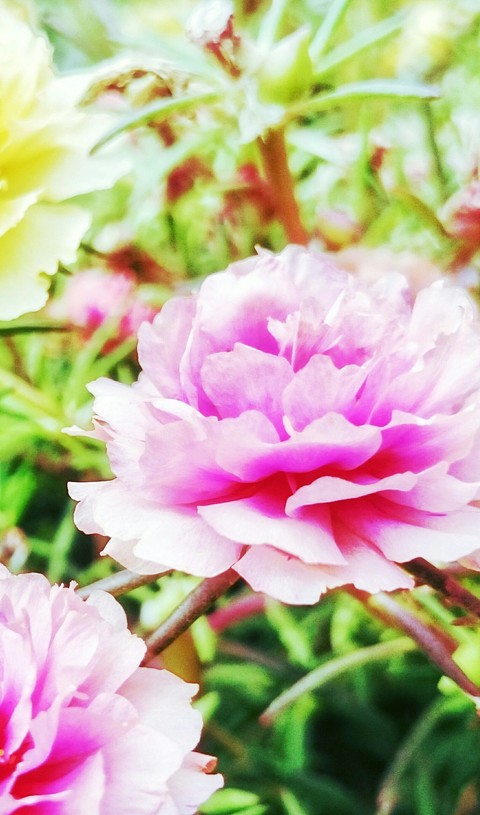 тапети vegetable, blossom