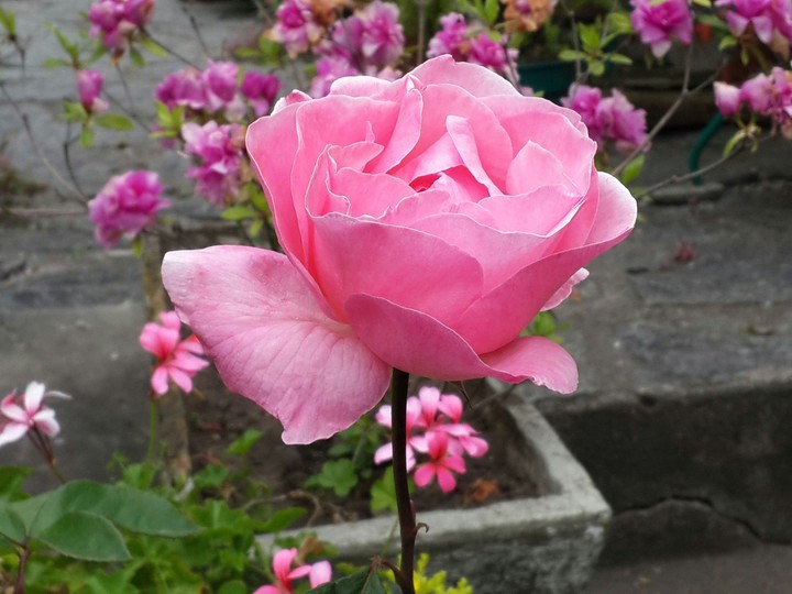 rose