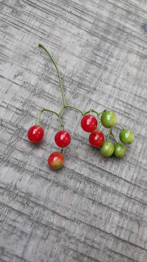 Highbush Cranberry