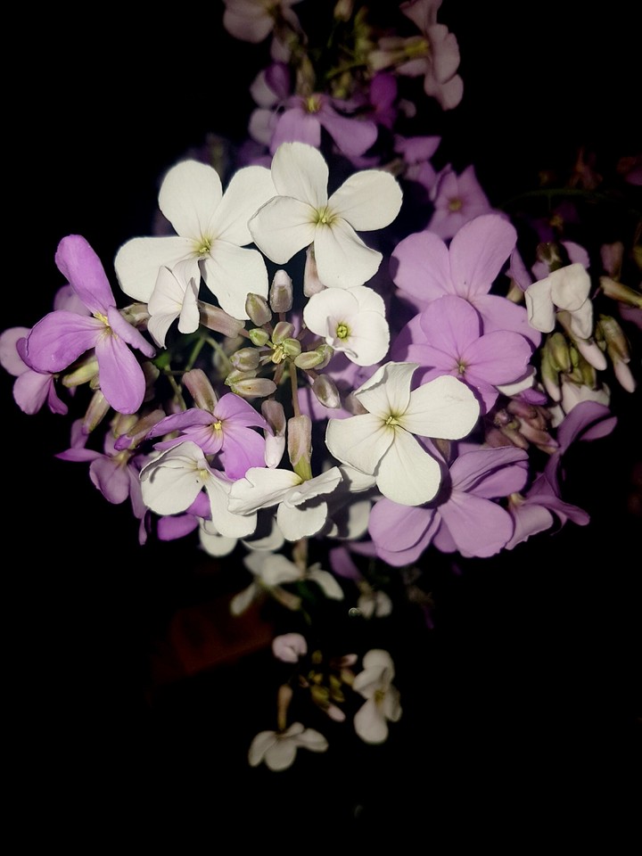 Phlox