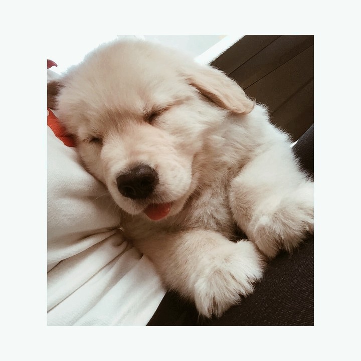 my puppy
