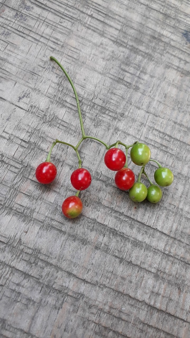 Highbush Cranberry