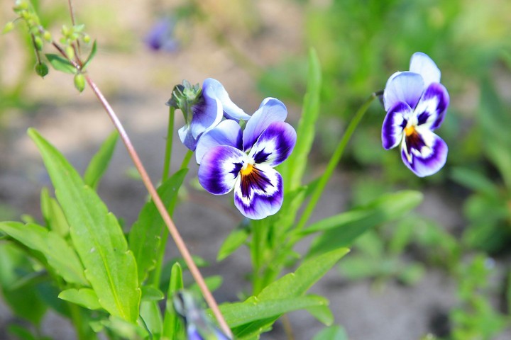 Flower