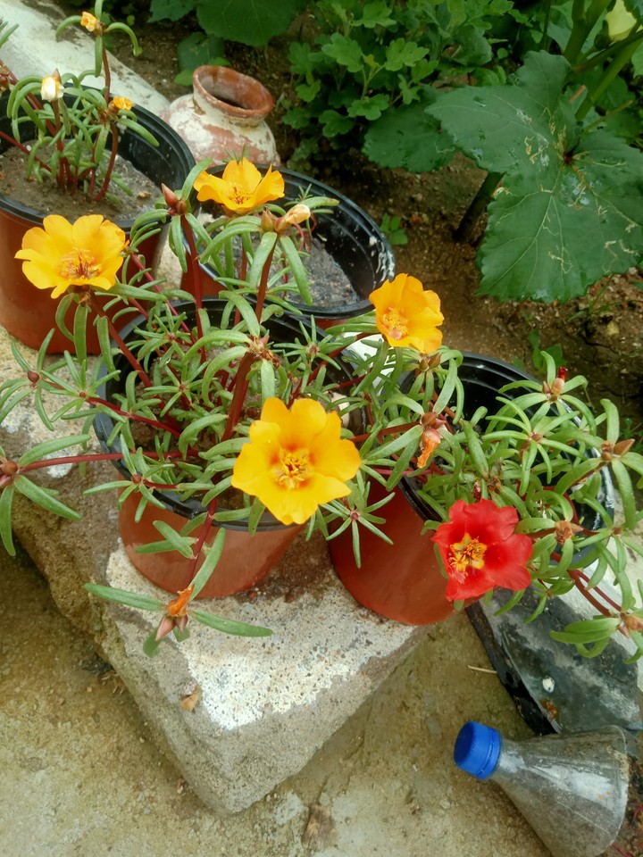 flowers mixed