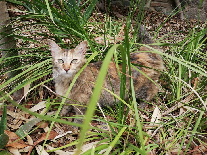 Baby cat
