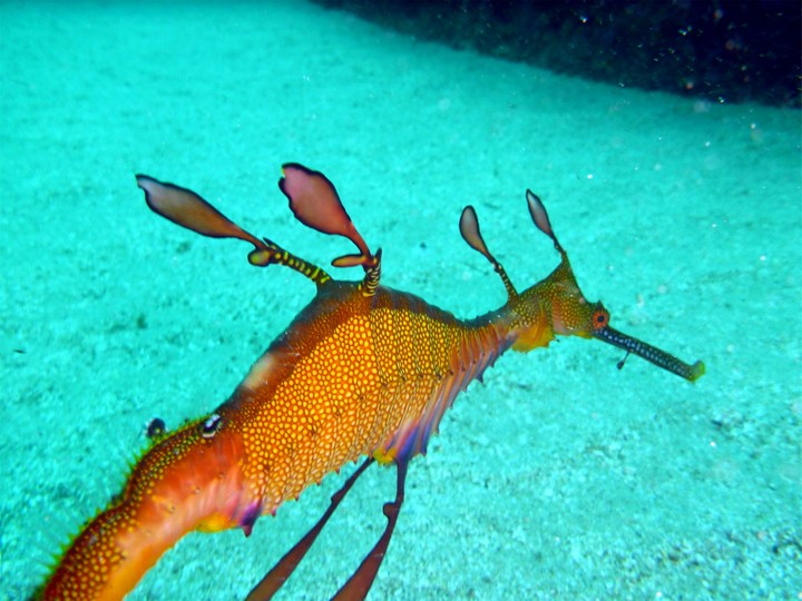 sea dragon