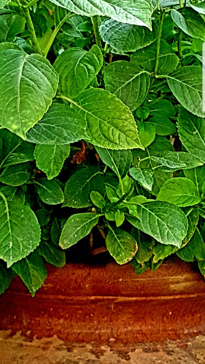 vaso