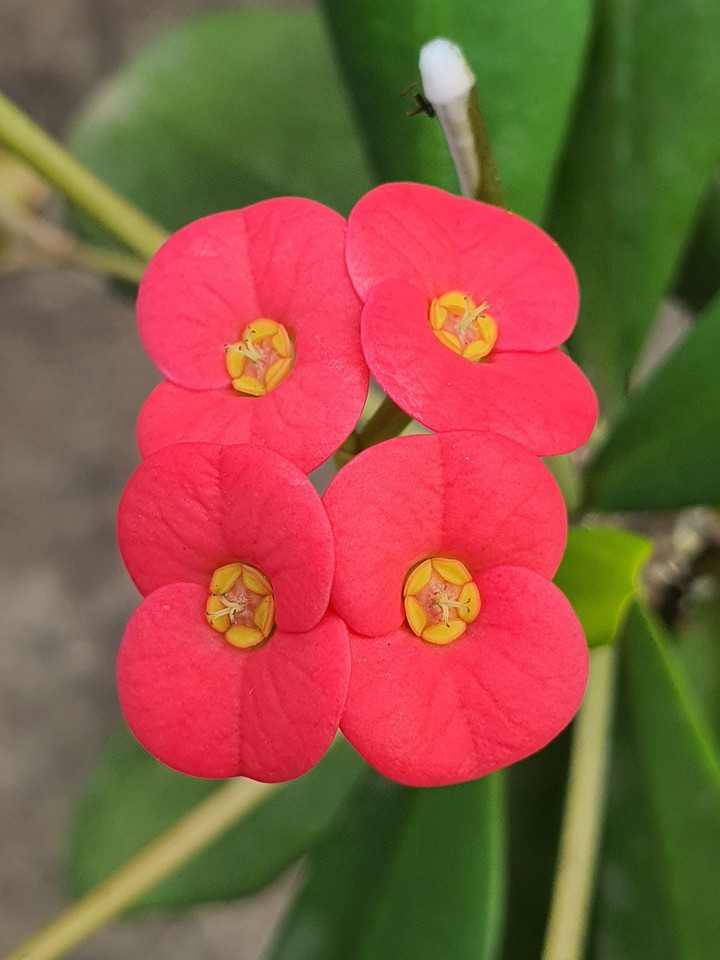 flowes