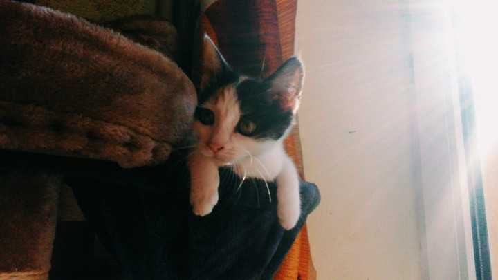 kitten