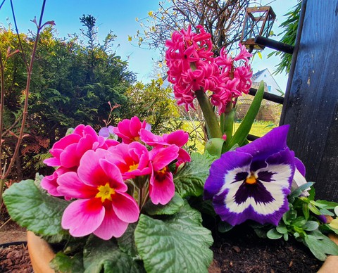 Flowers