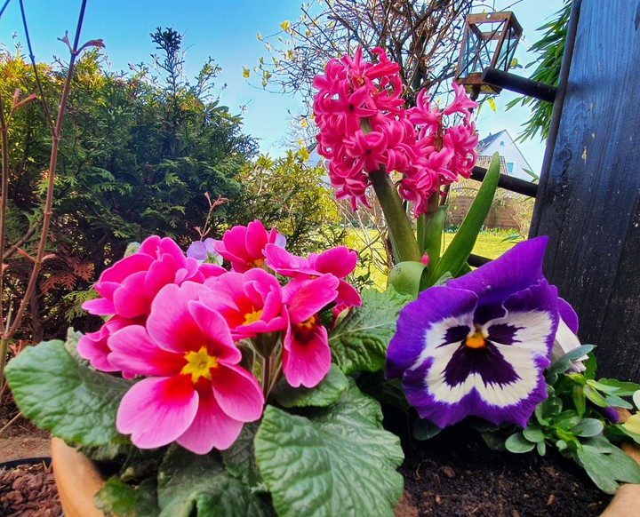 Flowers