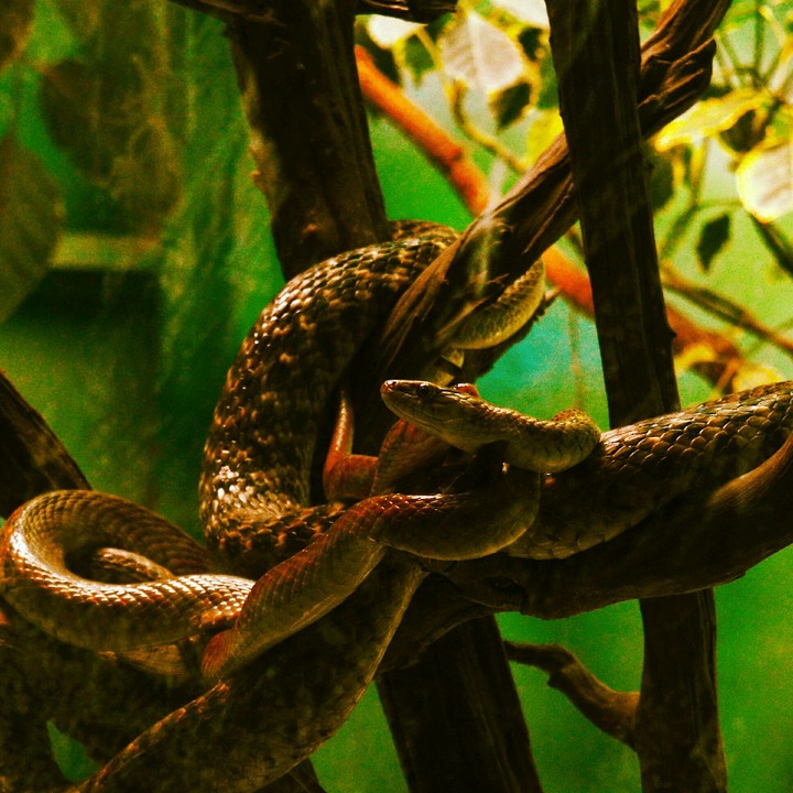 wildlife