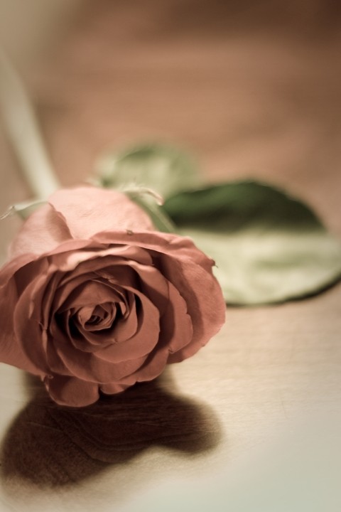 Solitary Rose