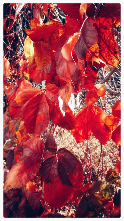 Red leaves