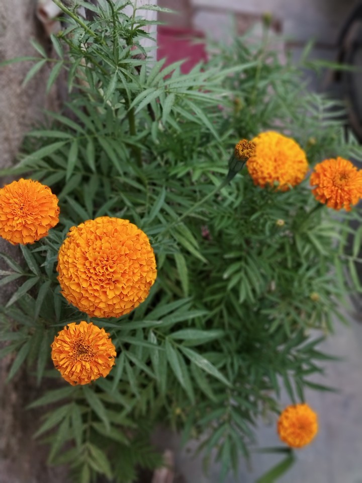 MARIGOLD Flowers